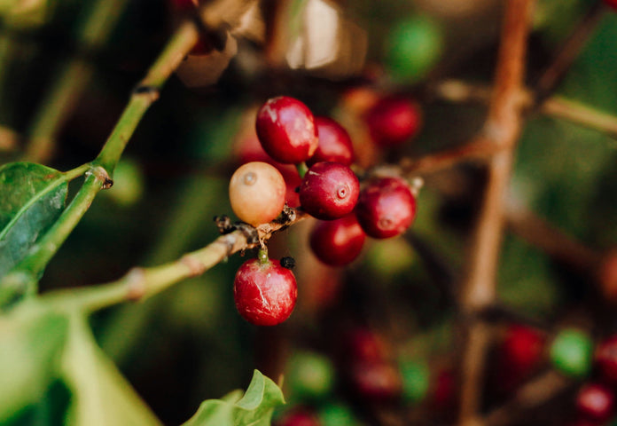 How to Identify True Single-Origin Coffee